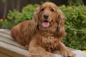 美国可卡犬怎么看纯不纯 纯种美国可卡犬挑选攻略