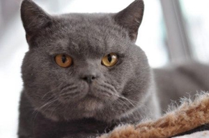 猫咪挑食原因有哪些 猫咪挑食原因介绍