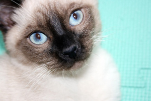 怎么给暹罗猫洗澡 暹罗猫洗澡方法