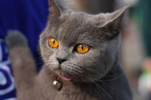 短毛猫怎么梳毛 短毛猫的七个梳毛步骤