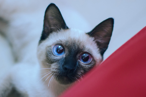 暹罗猫美容有什么技巧 暹罗猫美容技巧