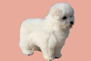 小比熊怎么看纯不纯