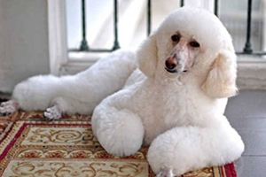 如何挑选巨型贵宾