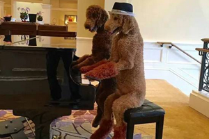 巨型贵宾怎么养