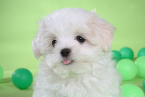 小比熊怎么看纯不纯种