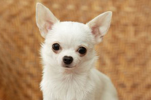 吉娃娃怎么看纯不纯