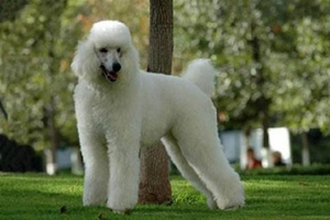 巨型贵宾怎么看品相