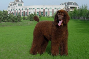 巨型贵宾幼犬怎么喂养