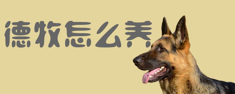 德牧怎么养1