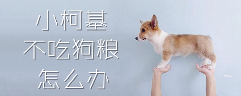 小柯基不吃狗粮怎么办