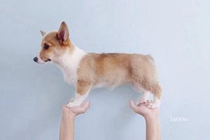 小柯基不吃狗粮怎么办