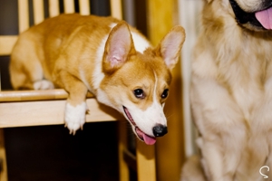 养柯基的注意事项是什么