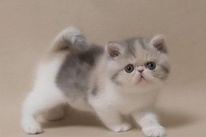 加菲猫怎么养才干净