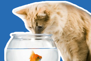 猫吃鱼为什么不怕刺