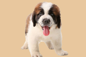 狗的用途种类有哪些 狗的用途大全