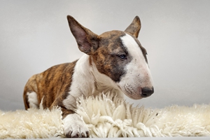 牛头梗如何饲养