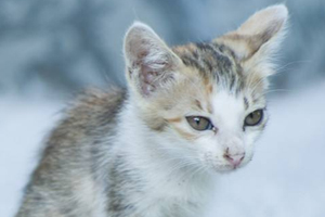 养小猫注意事项有哪些