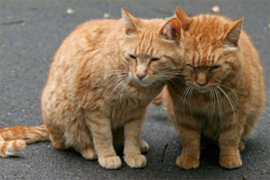 如何收养流浪猫