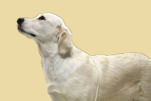 拉布拉多犬吃什么最好