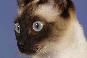 怎么训练暹罗猫翻跟头 训练暹罗猫翻跟头方法