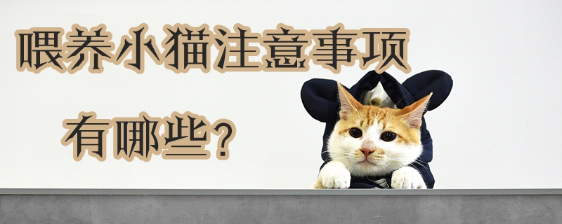 喂养小猫注意事项有哪些