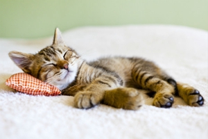 喂养小猫注意事项有哪些