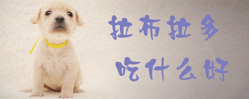 拉布拉多吃什么好1