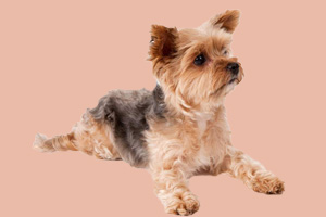 约克夏犬吃什么