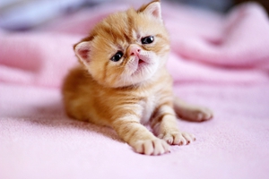 如何帮小猫排便