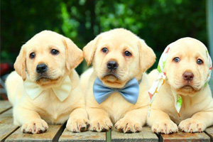 拉布拉多吃什么蔬菜