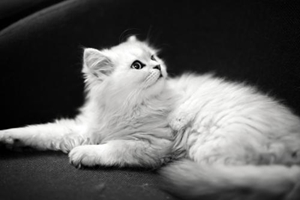 金吉拉吃什么爆毛