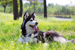 阿拉斯加犬怀孕怎么看