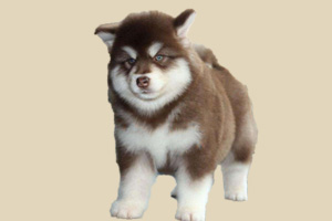 阿拉斯加犬吃什么食物