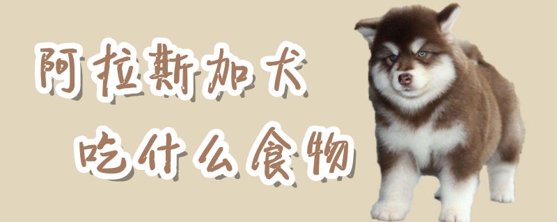 阿拉斯加犬吃什么食物