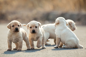 怎么给拉布拉多接生