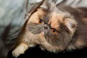 养异国短毛猫需要什么