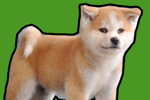 秋田幼犬怎么喂养