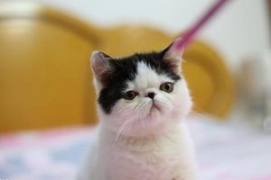 养加菲猫要注意什么