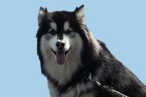 阿拉斯加犬纯种怎么看