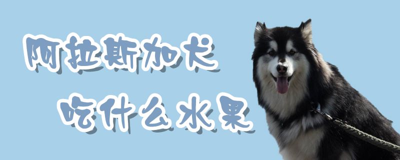 阿拉斯加犬吃什么水果