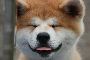 秋田幼犬怎么看品相