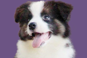 边牧幼犬怎么看品相