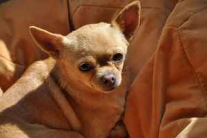 吉娃娃犬怎么养