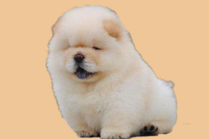 松狮幼犬吃什么好