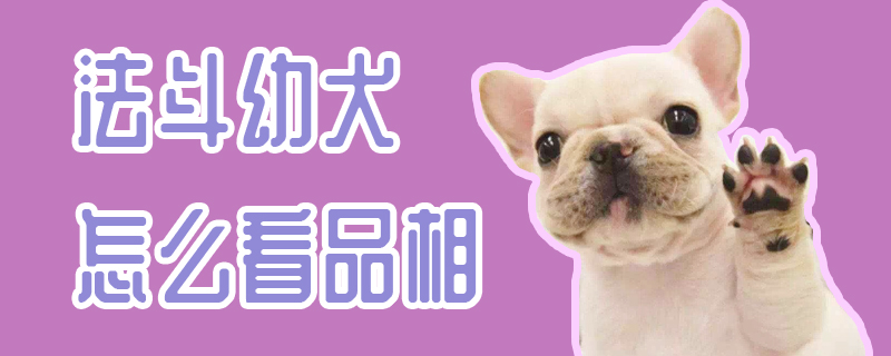 法斗幼犬怎么看品相