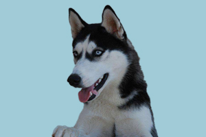 哈士奇喂什么食物