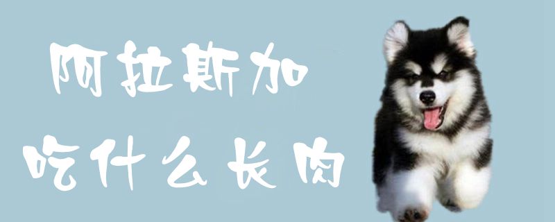 阿拉斯加吃什么长肉1