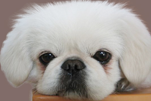 京巴狗幼犬如饲养