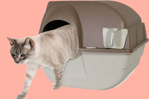 猫砂盆放哪里比较好