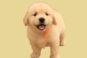 小金毛吃什么最好